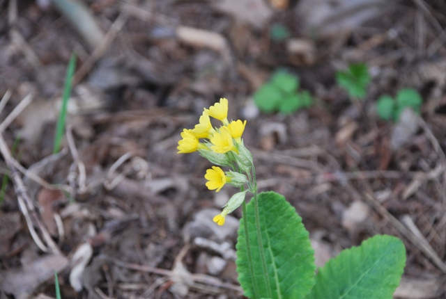 Primula veris?